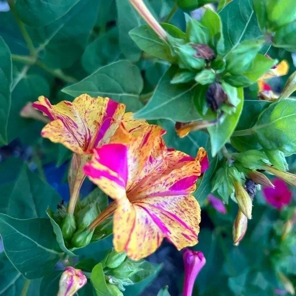 Four O'Clock Marvel of Peru Seeds - 50 seeds - Picture 8 of 11